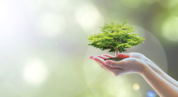 Let's plant a forest!