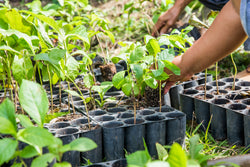 Rubyjam Fabric Tree Planting Program - March 2021