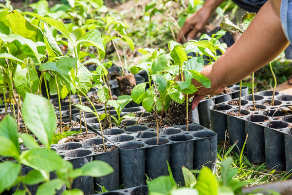 Rubyjam Fabric Tree Planting Program - March 2021