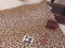 Animal Print - cotton lycra - 150cm wide