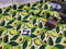 Avocadoes - cotton lycra - 150cm wide